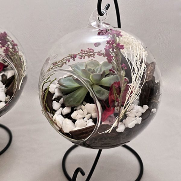 Terariu decorativ cu planta suculenta 12cm