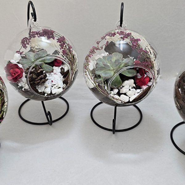 Terariu decorativ cu planta suculenta 12cm